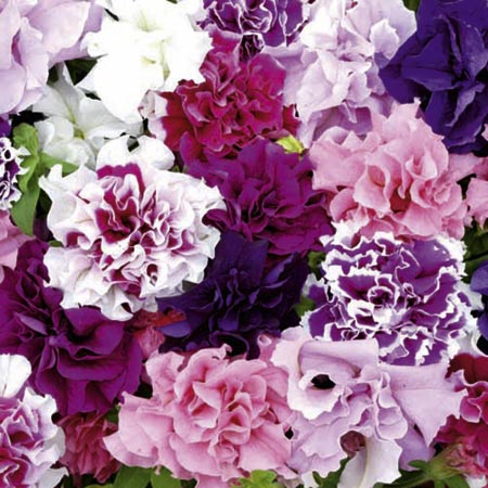 Unbranded Petunia Duo Mixed F1 Plants Pack of 40 Easiplants