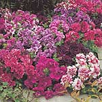 Unbranded Petunia Duo Mixture F1 Seeds 422197.htm