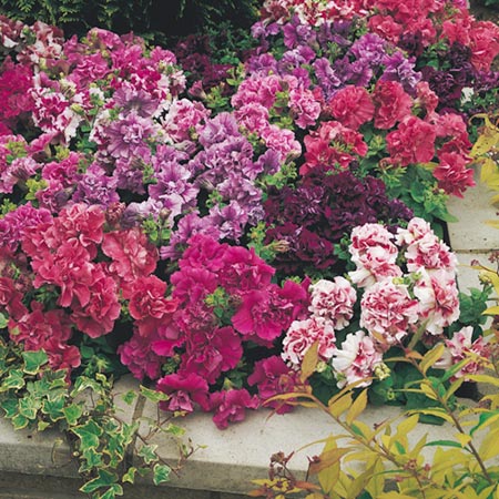 Unbranded Petunia Duo Mixture F1 Seeds Average Seeds 60