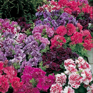 Unbranded Petunia F1 Duo Double Mix Seeds