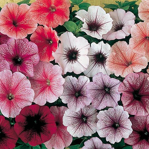 Unbranded Petunia F1 Reflections Mix Seeds