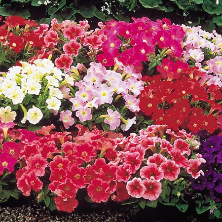 Unbranded Petunia Fantasy Mixed F1 Seeds Average Seeds 90