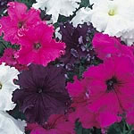 Unbranded Petunia Grand Frillytunia Mixed F1 Seeds