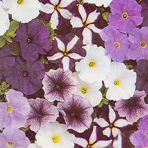 Unbranded Petunia Grand Rapids Mixed F1 Seeds