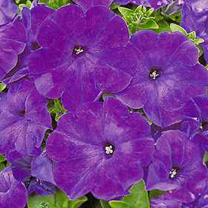 Unbranded Petunia Grandiflora Mirage Seeds