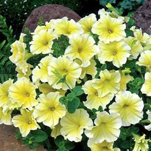 Unbranded Petunia Limonchello Seeds