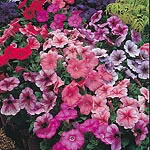 Unbranded Petunia Mirage Mixed F1 Seeds 422413.htm