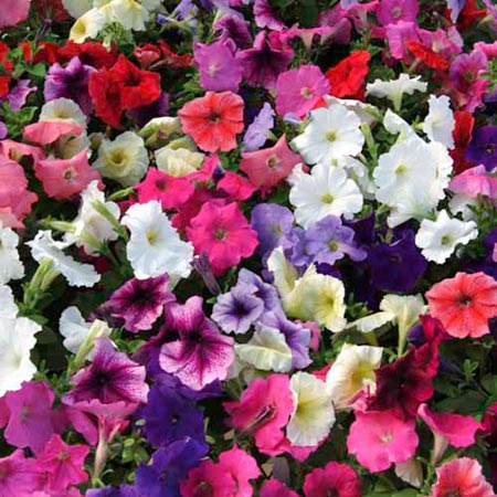 Unbranded Petunia Mirage Mixed F1 Seeds Average Seeds 130