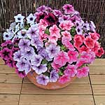 Unbranded Petunia Mirage Reflections F1 Garden Ready Plants