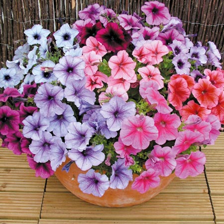 Unbranded Petunia Mirage Reflections F1 Plants Pack of 110