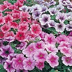 Unbranded Petunia Mirage Reflections F1 Seeds 422375.htm
