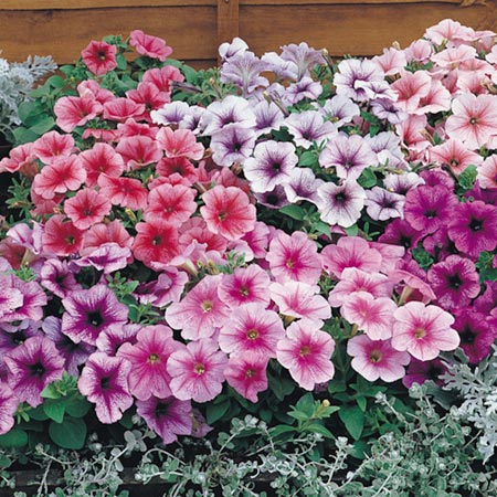 Unbranded Petunia Mirage Reflections F1 Seeds Average