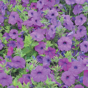 A vigorous-growing `hedging` Petunia that becomes completely smothered in lightly scented purple flo