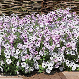 Unbranded Petunia Pearly Queen Value Seeds