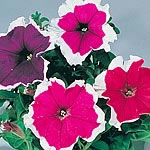 Unbranded Petunia Picotee Mixed Colours F1 Seeds 422421.htm