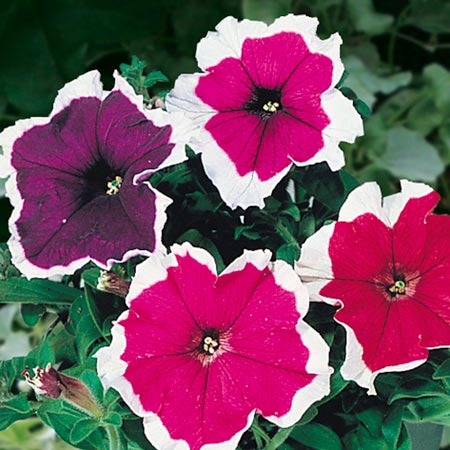 Unbranded Petunia Picotee Mixed Colours F1 Seeds Average