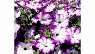 Unbranded Petunia Plants - Sanguna Twirl Purple