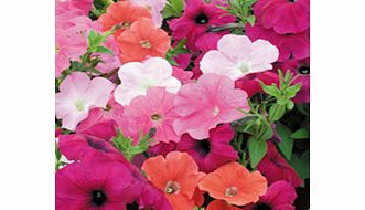 Unbranded Petunia Plants - Trailing Collection