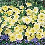 Unbranded Petunia Prism Sunshine F1 Miniplants