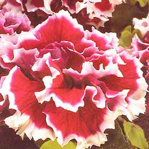Carnation-like  double  weather resistant flowers  7.5cm (3``) across  of rich magenta-purple with b