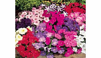 Unbranded Petunia Seeds - Carpet Mixed F1