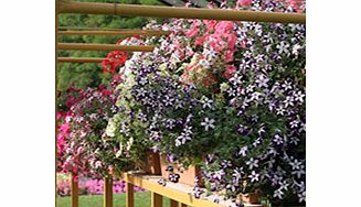 Unbranded Petunia Seeds - Dobies Superb Trailing Mixed