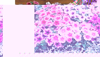 Unbranded Petunia Seeds - Mirage Reflections F1