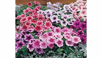 Unbranded Petunia Seeds - Reflections F1