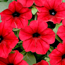 Unbranded Petunia Seeds - Tidal Wave Red Velour F1
