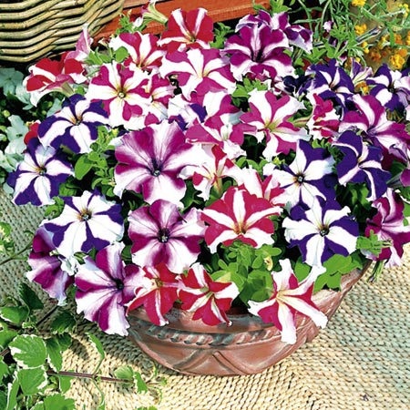 Unbranded Petunia Stars and Stripes Plants Pack of 20