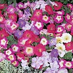Unbranded Petunia Summer Morn Mixed F1 Seeds