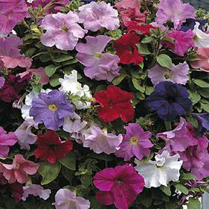 Unbranded Petunia Super Cascade Improved Seeds