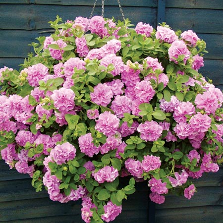 Unbranded Petunia Surfinia Double Flowered Plant