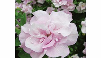 Unbranded Petunia Surfinia Double Flowered Plants - PASTEL