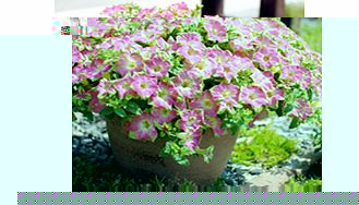 Unbranded Petunia Surfinia Plants - Green Edge Pink