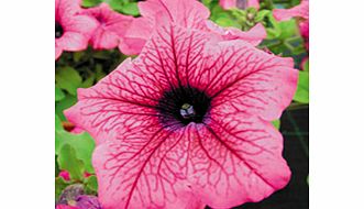 Unbranded Petunia Surfinia Plants - HOT PINK