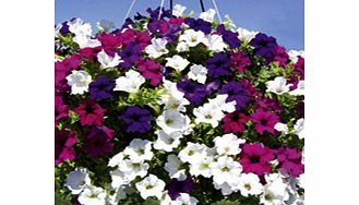 Unbranded Petunia Surfinia Plants - Large Flowered Mix