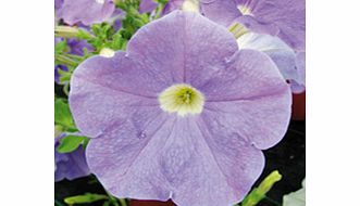 Unbranded Petunia Surfinia Plants - SKY BLUE