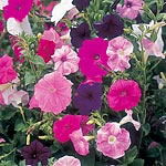 Unbranded Petunia Totty Mixed Seeds 423680.htm