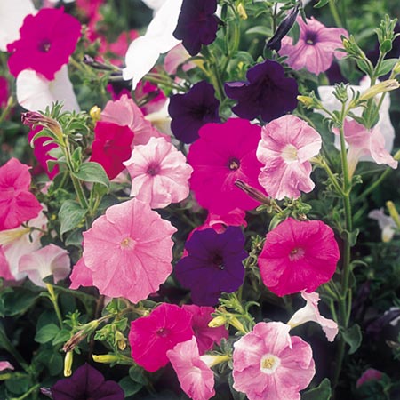 Unbranded Petunia Totty Mixed Seeds Average Seeds 450