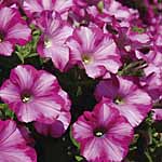 Inject your summer displays with a blast of colour! These heat tolerant plants will produce masses o