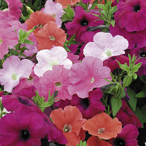 Unbranded Petunia Trailing Value Hybrids Seeds