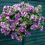 Producing an entrancing cascade of velvet petals  this exceptional double-flowered trailer is perfec