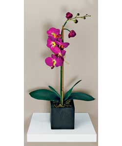 Unbranded Phalaenopsis Orchid in Square Pot