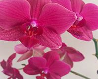 Unbranded Phalaenopsis Orchid Plant
