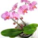 Phalaenopsis Orchid with Courier Delivery