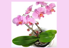 An elegant twin stem Phalaenopsis Orchid. This stylish plant, originating in South East Asia, displa