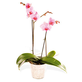 Unbranded Phalaenopsis
