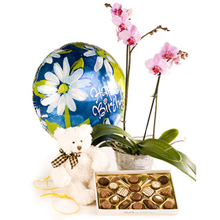 PL01 Phalanopsis orchid plant is delivered with a SD03 160g box of chocolates SD01 Teddy Bear and a 