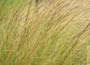 Pheasant Grass